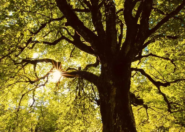 Bed & Breakfast Maison Lomprere *